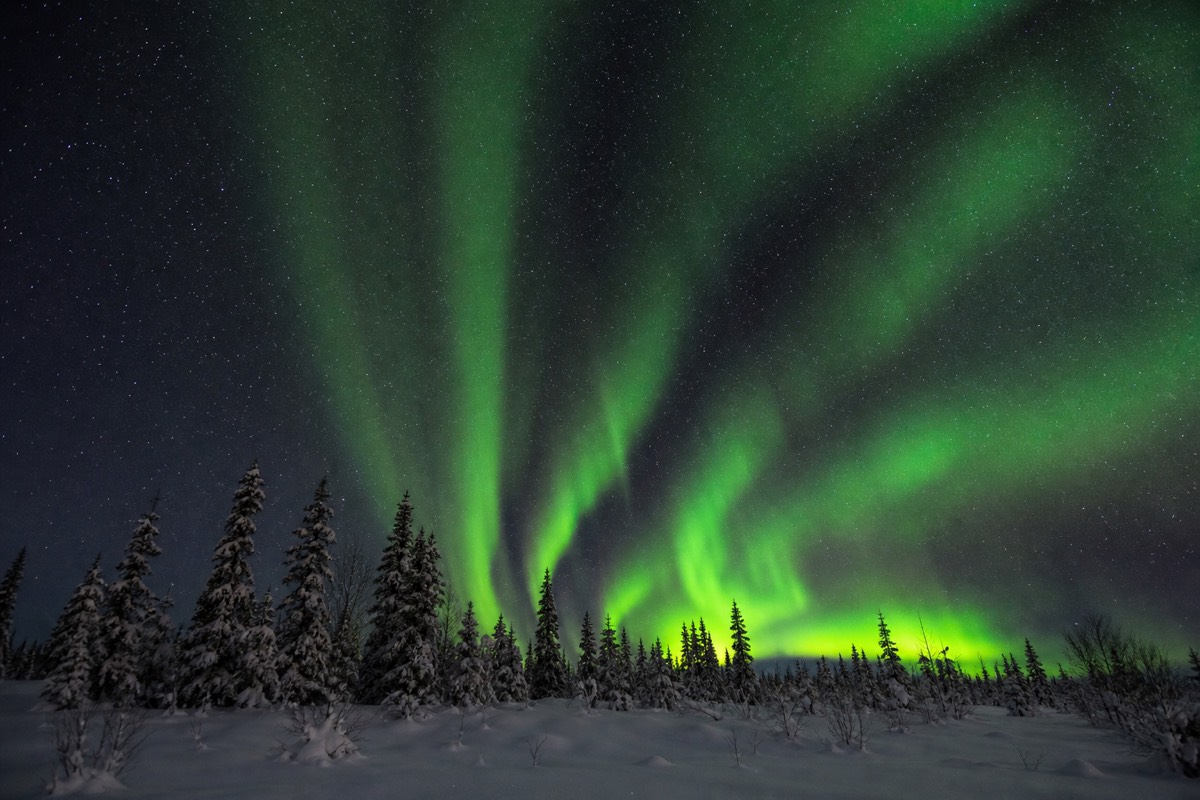 The Northern Lights over a snow-covered Lapland forest