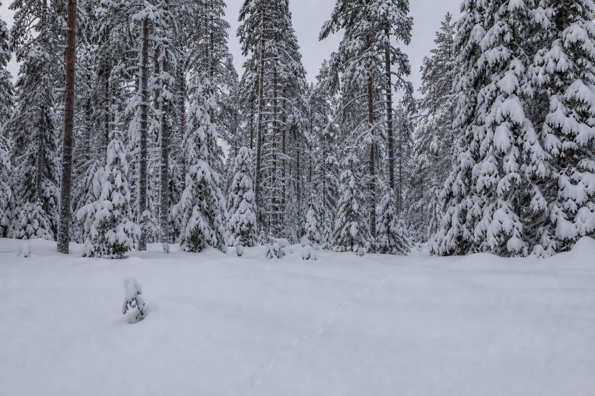 Finnish Lapland, near Rovaniemi