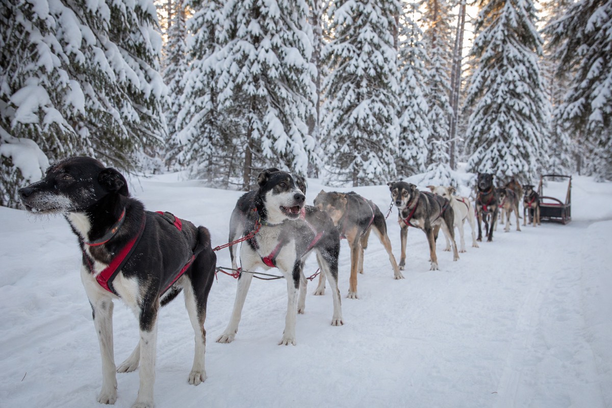 A husky team on a forest trail near Rovaniemi