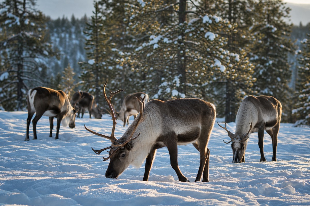 Finnish Lapland, near Rovaniemi