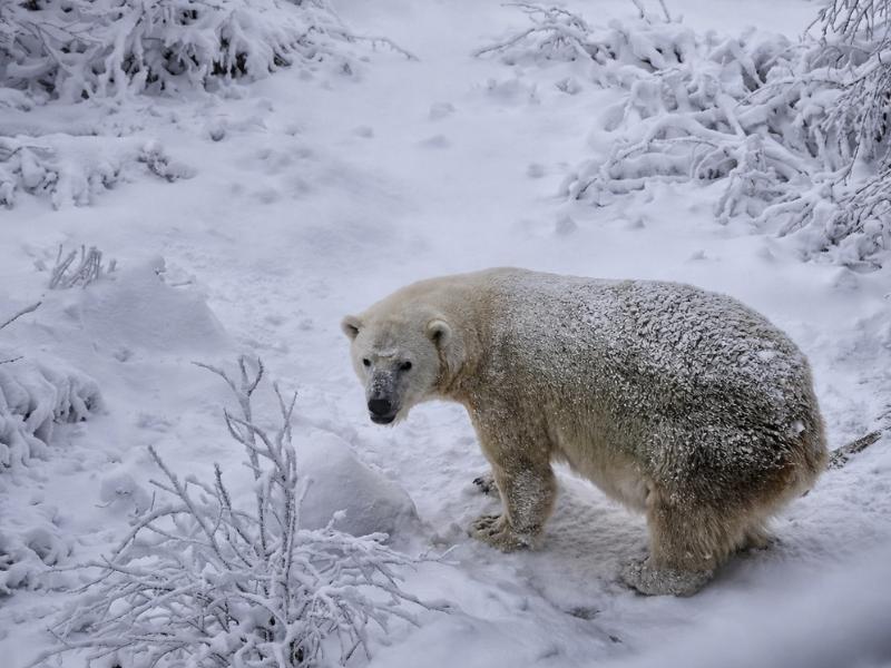 Ranua Zoo Arctic Wildlife Park with Private Transport & Lunch