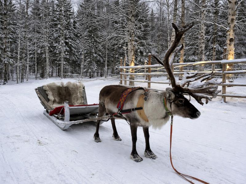 Rovaniemi Day Tour – Reindeer, Huskies & Santa Claus Village Visit