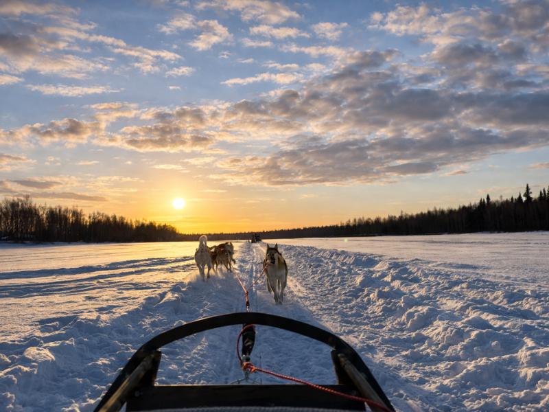 Rovaniemi Daytime Husky Safari – Sled Ride Adventure