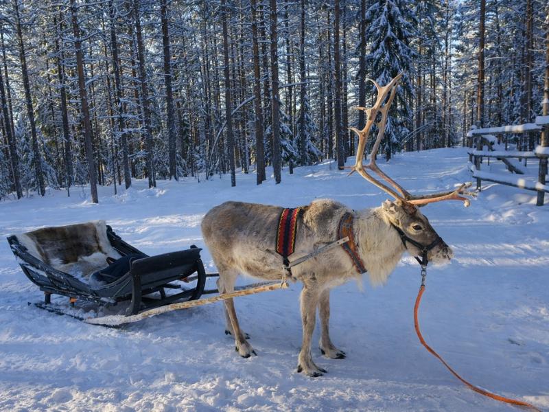 Traditional Reindeer Sled Ride at Historic 200-Year-Old Farm in Rovaniemi